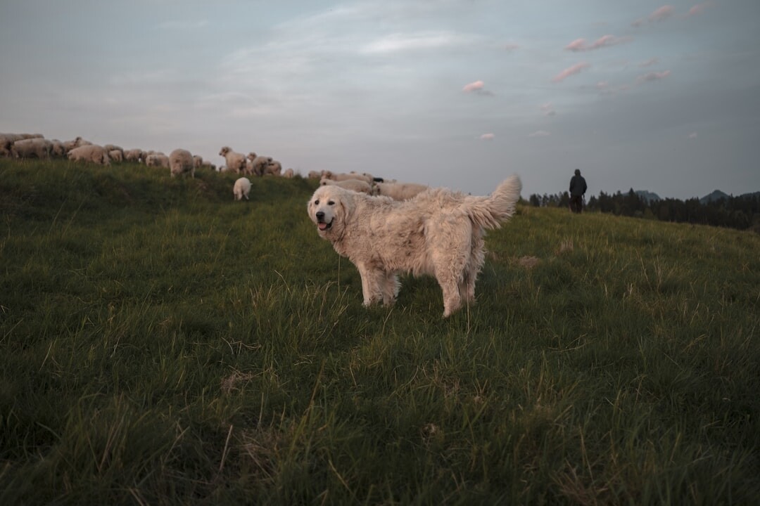 Shepherd walking with a flock of sheep in the Lika region