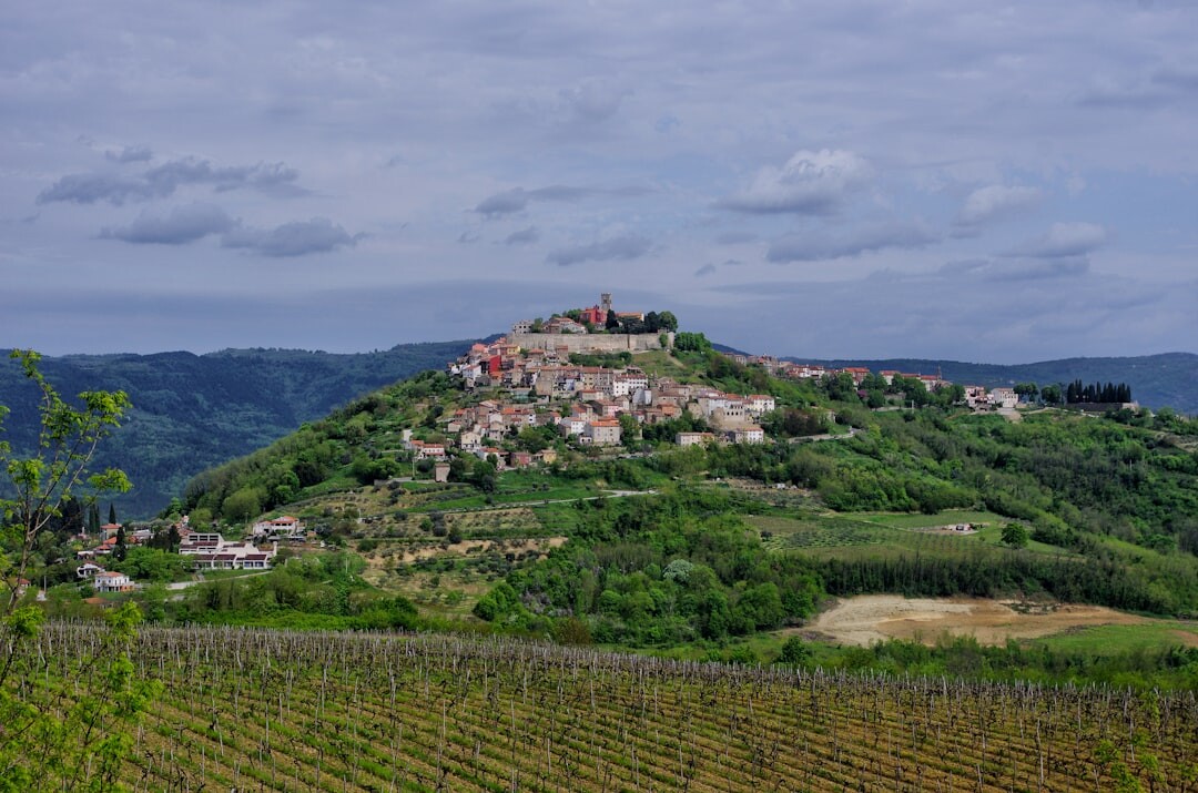Man working in a vineyard in Istria at sunset